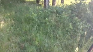 Грузоподъемность мопеда Альфа. Мопед Альфа 110. Тянет 180 кг по лесу и бездорожью.