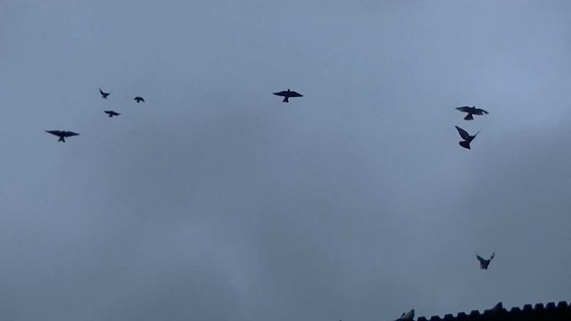 С пустыми руками не приезжай. Голубедром Красная Горка