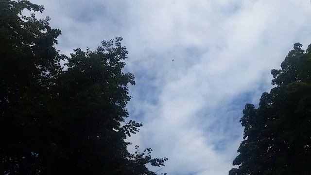 Зоопарк и животные 12.08 20 смотреть онлайн