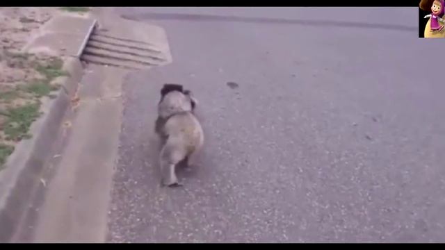 Коала с малышом на прогулке,смотреть...Koala with the baby for a walk, watch ... смотреть онлайн