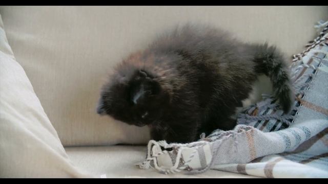 pop 2021 | Christmas Is So Much Better by The Delegates | Royalty Free Haven | смотреть онлайн