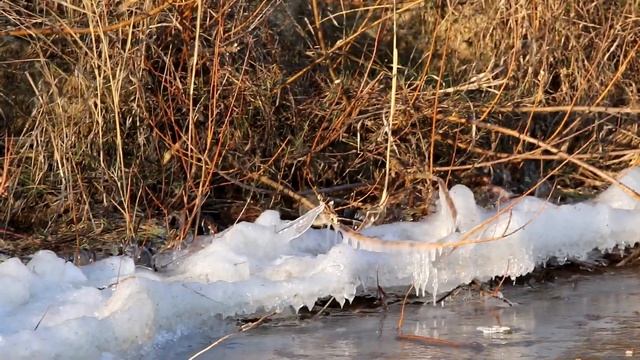 Заблудившаяся во времени белая трясогузка. Motacilla alba. Птицы Беларуси. смотреть онлайн