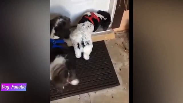 Havanese - Is it THE BEST dog breed - Dog Fanatic ! смотреть онлайн