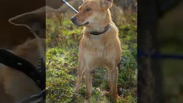 СОБАКА В ДОБРЫЕ РУКИ! смотреть онлайн