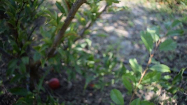 Слива Оцарк Премьер - отзывы, Агро Сад 2021 смотреть онлайн