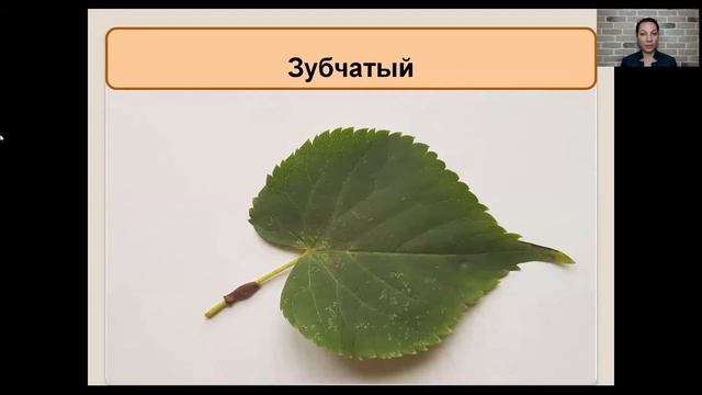 Внешнее строение листа 6 кл смотреть онлайн