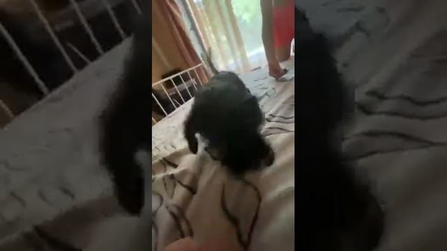 Щенки Цвергшнауцера черный с серебром. смотреть онлайн