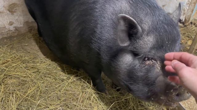 вьетнамская свинка & Vietnamese Pig