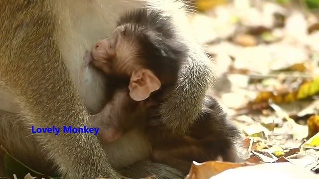Good Morning From Lovely Monkey Pre Record Update About Baby Dito Condition and Some For Baby Anya. смотреть онлайн