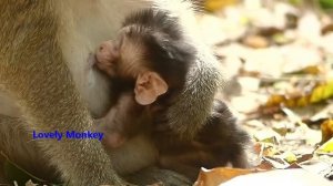 Good Morning From Lovely Monkey Pre Record Update About Baby Dito Condition and Some For Baby Anya.