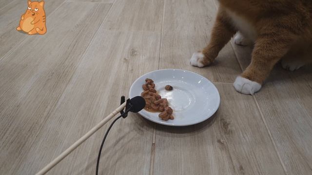 Расслабляющие АСМР Звуки Чавканья Кота Для Сна. Под Такое Можно Спать Всегда! ASMR - Cat Eats 2020 смотреть онлайн