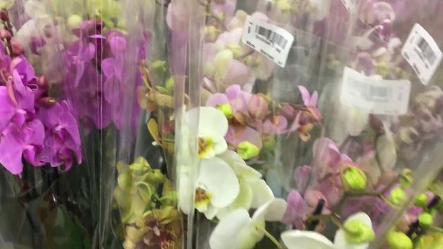 Завоз орхидей в Оби к 8 Марта! На уценке цимбы по 349 руб) смотреть онлайн