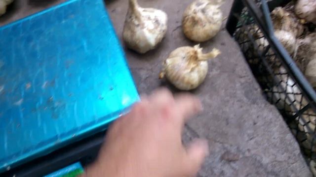 РОКАМБОЛЬ ВЫСУШЕННЫЙ 2018 МАКСИМАЛЬНЫЙ РЕЗУЛЬТАТ 600 грам ! смотреть онлайн