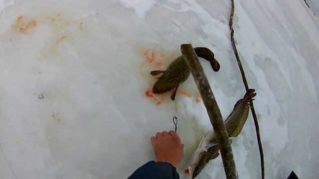 Чудо налим и отличный улов! смотреть онлайн