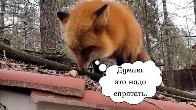 ЛИ СЯО. Лиса - Алиса. Утренняя нервная лиса. смотреть онлайн