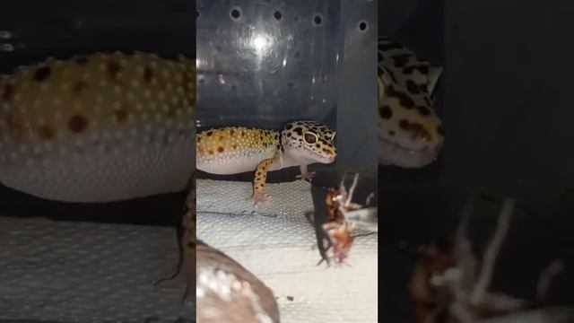 Горошек кушает тараканов. / кормление эублефара. смотреть онлайн