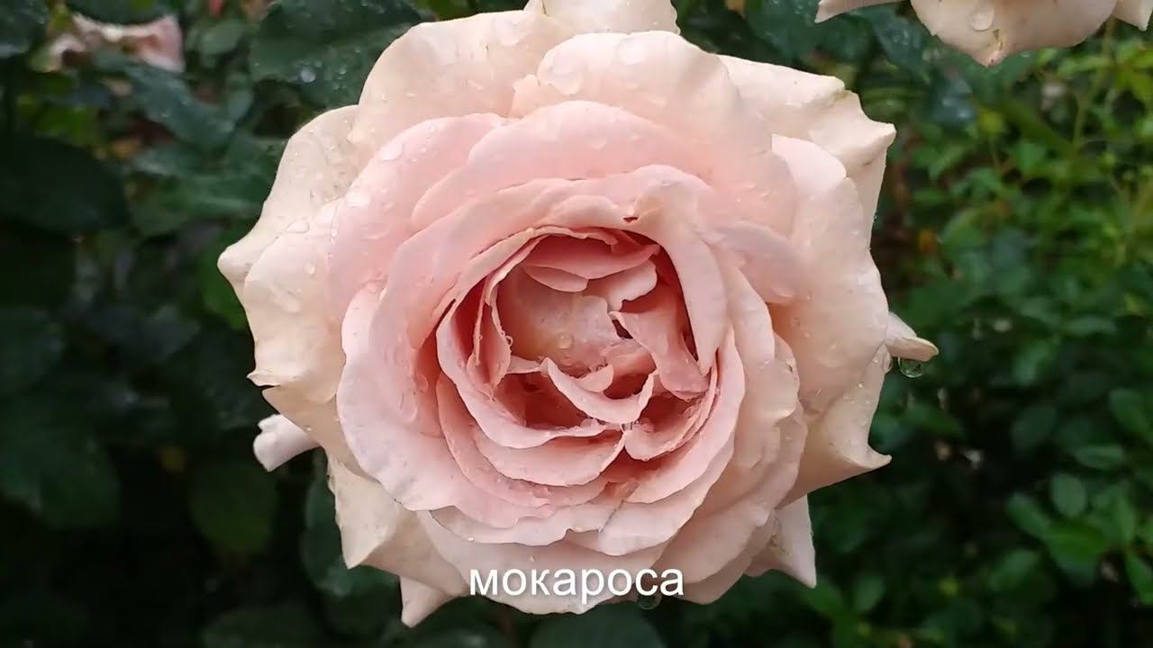 ТОП-12 ЛЮБИМЫЕ РОЗЫ сезон2022 смотреть онлайн