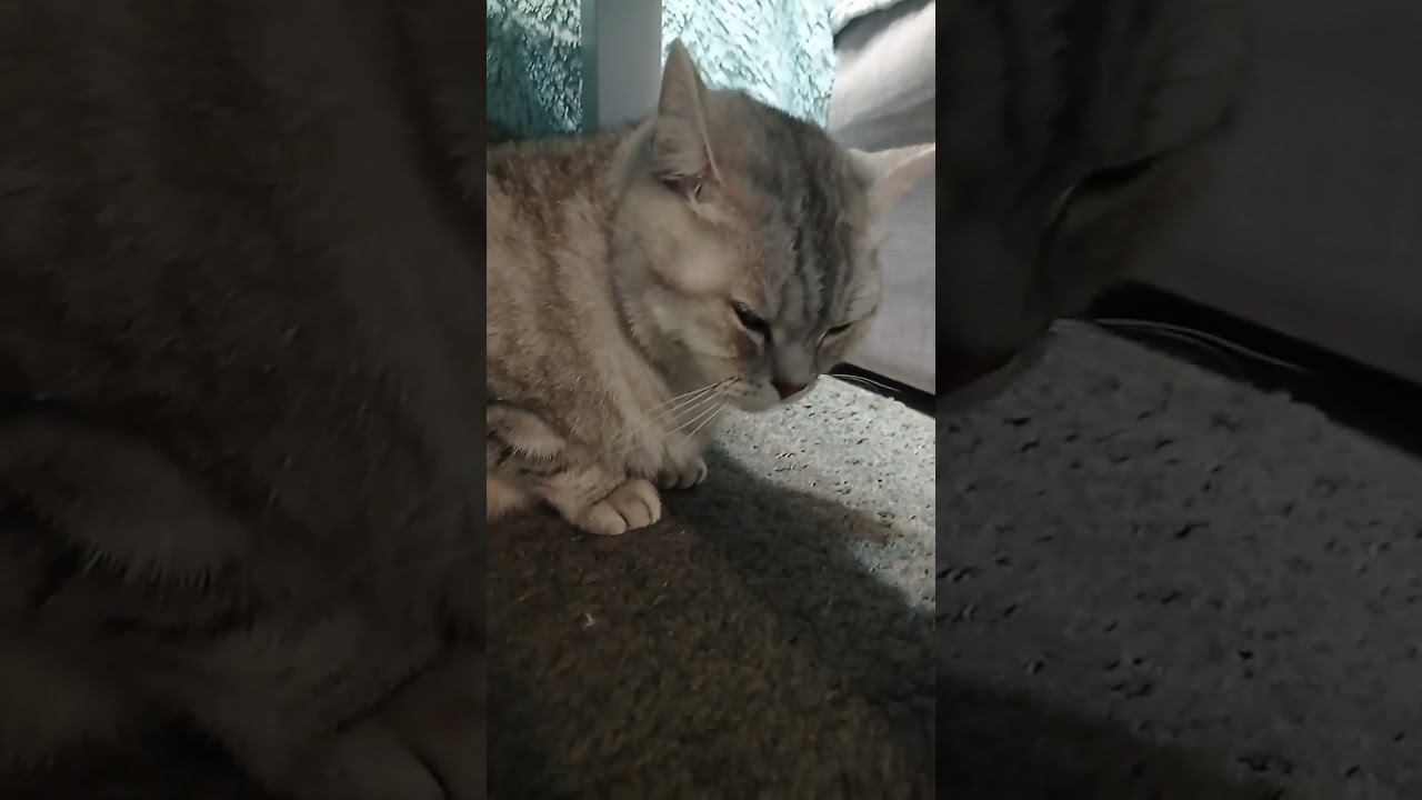 Любишь котиков? #shorts смотреть онлайн