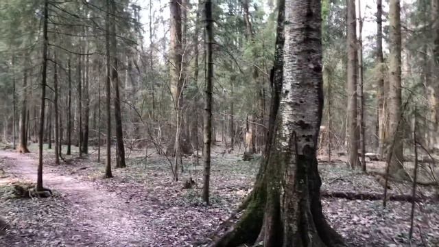 ГУЛЯЕМ В ЛЕСУ ПЕРЕД #САМОИЗОЛЯЦИЕЙ смотреть онлайн