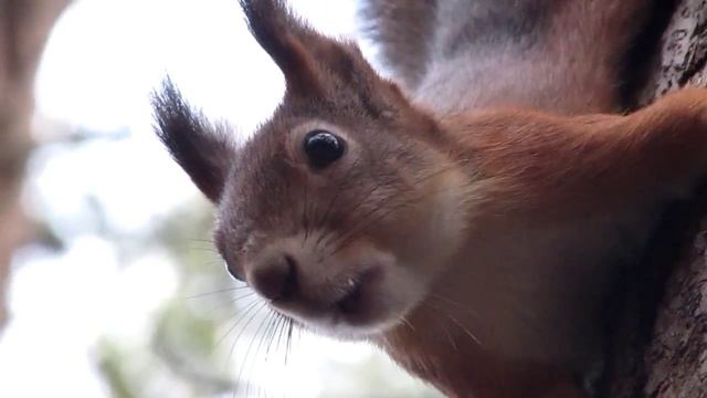 Белка поёт / Squirrel sings смотреть онлайн