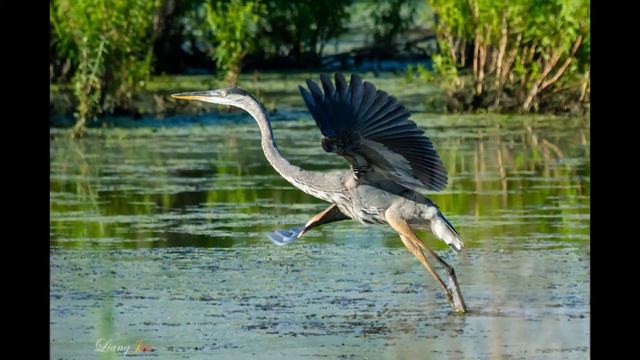 advantages and disadvantages of zoos. for debates and speeches. смотреть онлайн