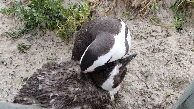 Пингвины чистят друг друга смотреть онлайн