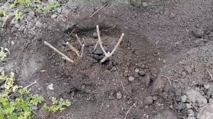 Пересадка метельчатой гортензии весной.