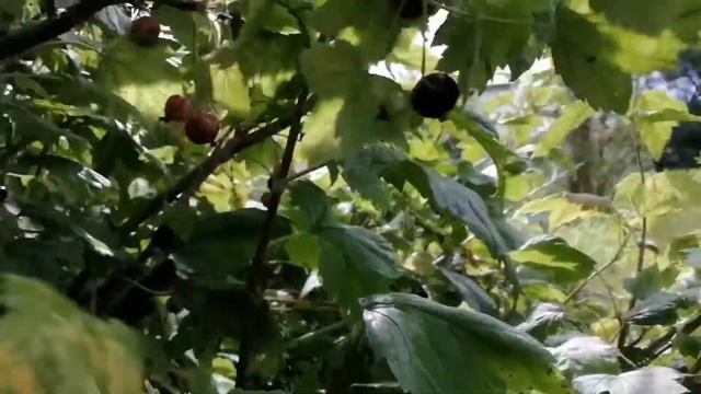Влог вечно худеющей| День 4 // Моё питание за день/ Вкусняшки позвалительны? #влог #похудение смотреть онлайн