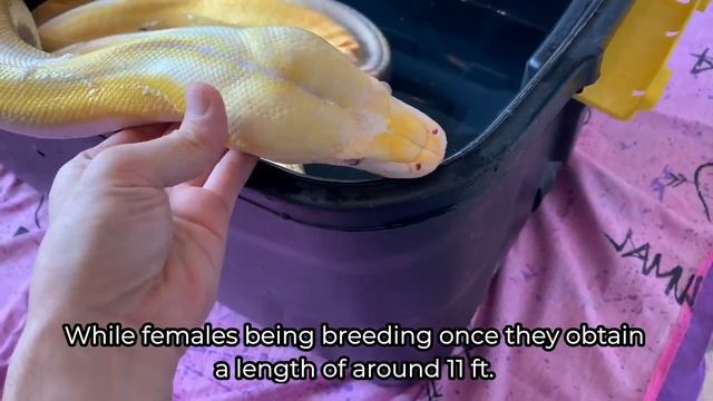 Episode 25: Reticulated Python - Largest Living Snake смотреть онлайн