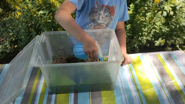 Что ест прыткая ящерица. Террариум для прыткой ящерицы. Как определить пол прыткой ящерицы. смотреть онлайн