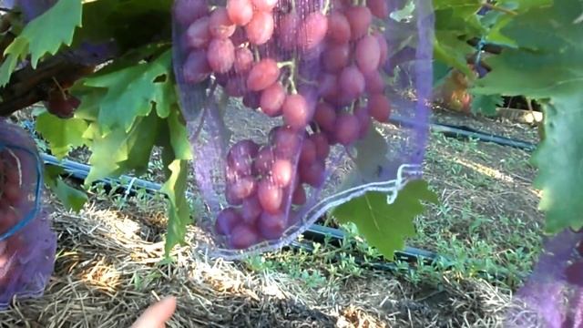 Виноград Кишмиш Лучистый 2019 смотреть онлайн