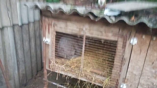 отсадка молодняка. смотреть онлайн