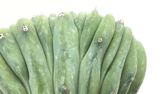 Myrtillocactus geometrizans f. crestata смотреть онлайн