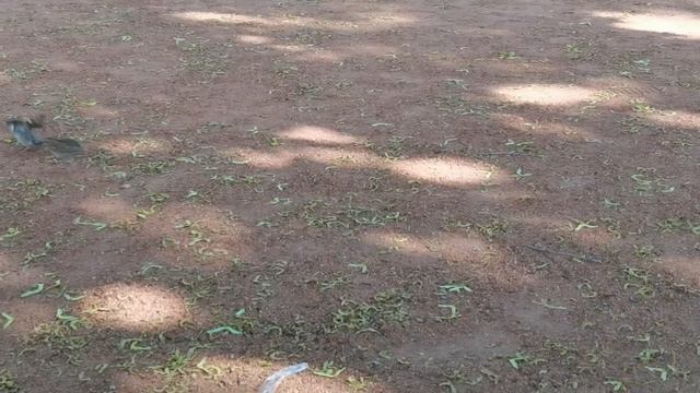 Воробьиная свадьба. Брачные игры воробьёв