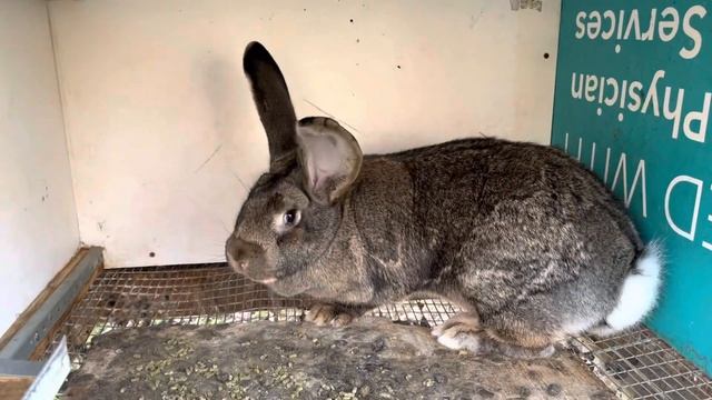 Кролик Флаундер и немецкий Ризен в США #31 смотреть онлайн