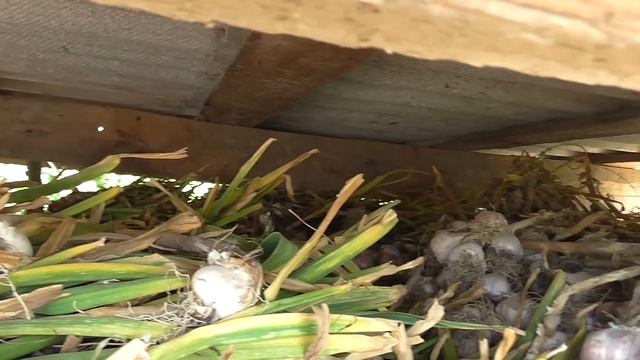 Урожай и хранение чеснока! смотреть онлайн