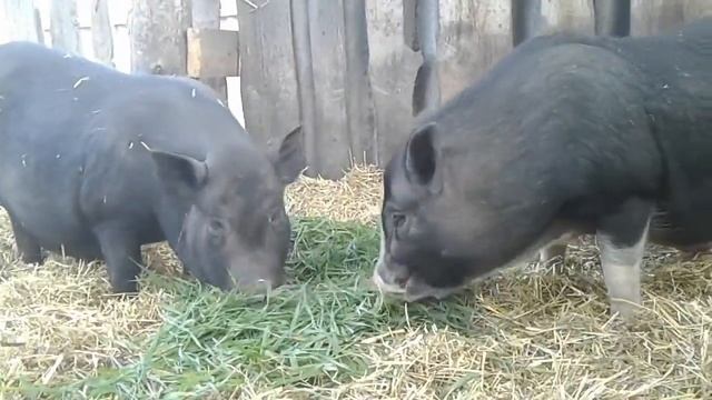 КОРМЛЕНИЕ ВЬЕТНАМСКИХ ПОРОСЯТ ТРАВОЙ / КОРМЛЕНИЕ ВЬЕТНАМСКИХ ПОРОСЯТ смотреть онлайн