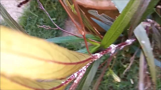 Mexican Petunia (Ruellia simplex) | Information & Tips On Mexican Petunia In Urdu/Hindi смотреть онлайн