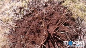 Правила обрезки гортензии метельчатой./ Обрезка Гортензии Метельчатой Весной.