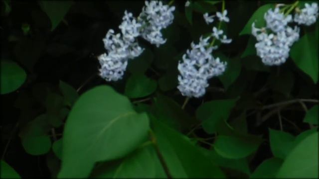 Природа. Цветущая сирень смотреть онлайн