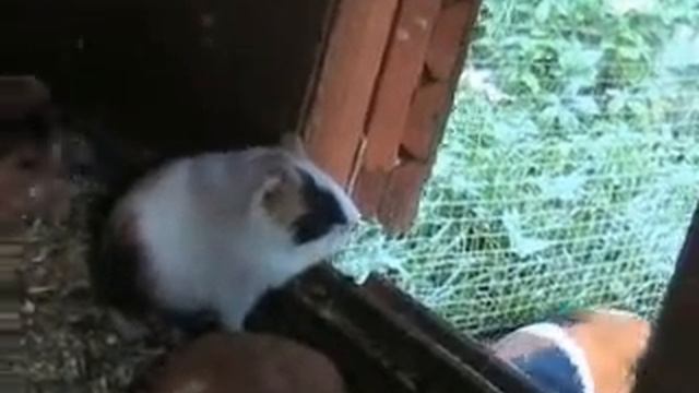 cavy off-springs смотреть онлайн