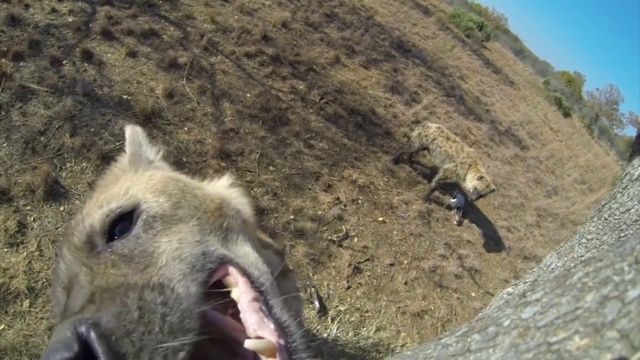 Гиены И такие хищники бывают милыми смотреть онлайн