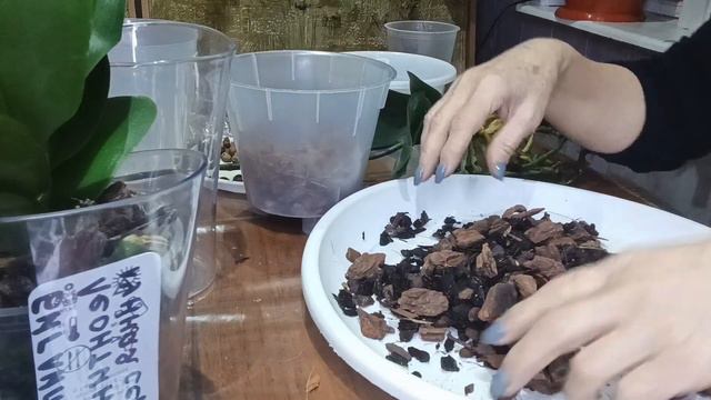 бюджетная пересадка орхидеи смотреть онлайн