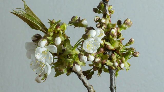 Дыхание Весны Нежная весенняя музыка Пробуждение природы #springmusic #relaxmusic #pianosolo