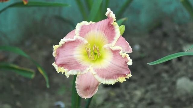 лилейник Rose Sensation смотреть онлайн