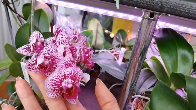 Полукруглый стеллаж с орхидеями. смотреть онлайн