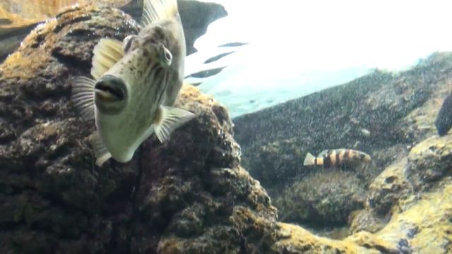 Sony HDR-SR10E - Aquarium Greece.m2ts смотреть онлайн