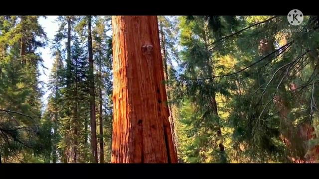 General Sherman tree, The largest tree in the world смотреть онлайн