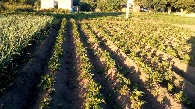 ШЛАНГ ТУМАН-GOLDEN SPRAY смотреть онлайн