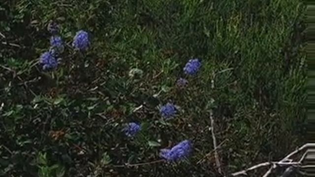 ceanothus on otay mountain смотреть онлайн